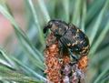 Hylobius_abietis_10174