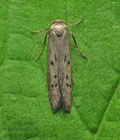 Hypatopa_binotella_ji8651s