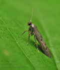 Hypatopa_binotella_ji8680s