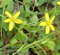 Hypericum_humifusum_ab1618