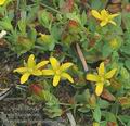 Hypericum_humifusum_ac0901