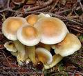 Hypholoma_capnoides_a6935