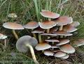 Hypholoma_capnoides_a7007