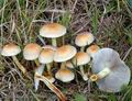 Hypholoma_capnoides_a7015