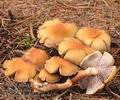 Hypholoma_capnoides_a8194