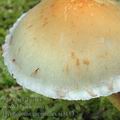 Hypholoma_capnoides_aj3179