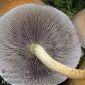 Hypholoma_capnoides_aj3183