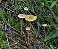 Hypholoma_elongatum_bs7298