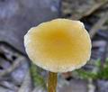 Hypholoma_elongatum_bs7301