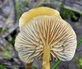 Hypholoma_elongatum_bs7305