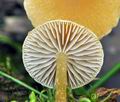 Hypholoma_elongatum_bs7308