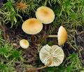 Hypholoma_elongatum_ca4132