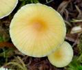 Hypholoma_elongatum_ca4138