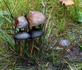 Hypholoma_ericaeum_ca2977