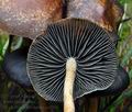 Hypholoma_ericaeum_ca2983