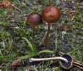 Hypholoma_ericaeum_ca2991