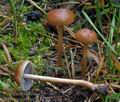 Hypholoma_ericaeum_ca3767