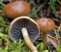 Hypholoma_ericaeum_ca3769