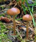 Hypholoma_ericaeum_ca3780