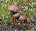 Hypholoma_ericaeum_ca3784