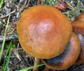 Hypholoma_ericaeum_ca3788