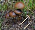 Hypholoma_ericaeum_ca3796