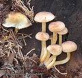 Hypholoma_fasciculare_aa6234