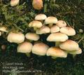 Hypholoma_fasciculare_aa7426