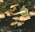 Hypholoma_fasciculare_aa7432