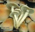 Hypholoma_fasciculare_ac9172