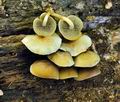 Hypholoma_fasciculare_bt9888