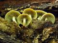 Hypholoma_fasciculare_bt9895