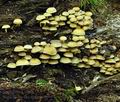 Hypholoma_fasciculare_bt9903