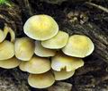 Hypholoma_fasciculare_bt9906