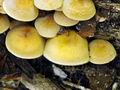 Hypholoma_fasciculare_bt9909