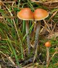 Hypholoma_marginatum_ca3742