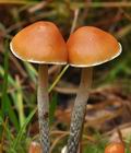 Hypholoma_marginatum_ca3755