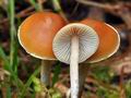 Hypholoma_marginatum_ca3760