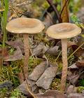 Hypholoma_myosotis_cg1364s