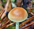 Hypholoma_polytrichii_bt0947