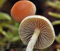 Hypholoma_polytrichii_bt0950