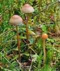 Hypholoma_polytrichii_ca3735