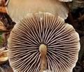 Hypholoma_polytrichii_ca3807