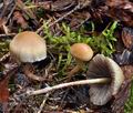 Hypholoma_polytrichii_ca3816