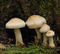 Hypholoma_radicosum_be3874