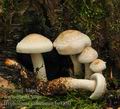 Hypholoma_radicosum_be3880