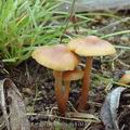 Hypholoma_subericaeum_aj4703