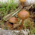 Hypholoma_subericaeum_am1343