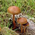 Hypholoma_subericaeum_am1344