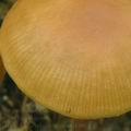 Hypholoma_subericaeum_am1366